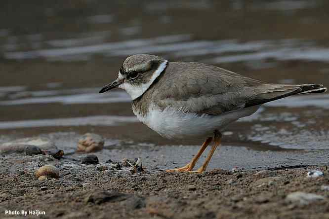 白河湾邂逅长嘴剑鸻