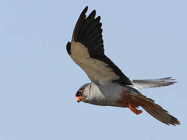 阿穆尔隼咏叹 阿穆尔隼咏叹