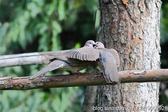 珠颈斑鸠（喂食）