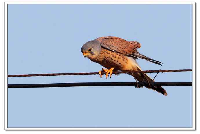 【鹰击长空--红隼雄姿】