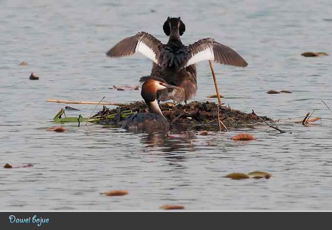 生日:见证凤头宝宝的诞生 生日:见证凤头宝宝的诞生