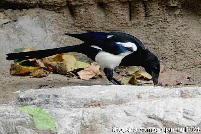 习拍.喜鹊小片(动物园)