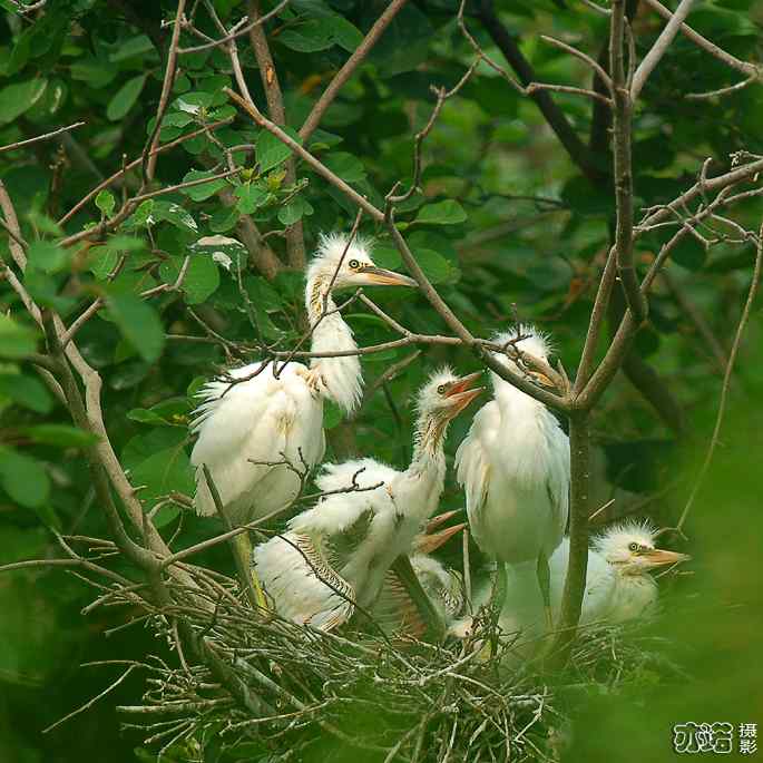 小白鹭与小夜鹭