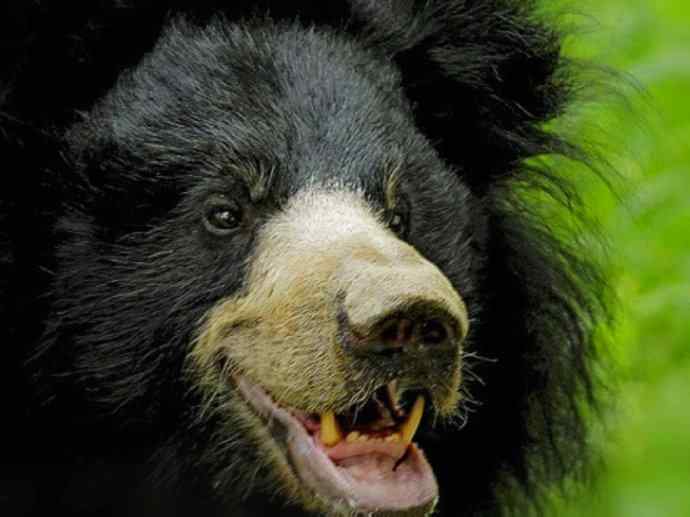 盘点十二大著名食蚁动物：懒熊