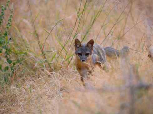 犬科：狐亚科灰狐属之灰狐、岛屿灰狐