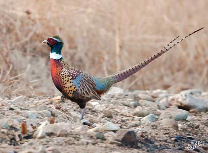 密云水库 wbr路 wbr大鸨、雉鸡和苍鹭 密云水库 wbr路 wbr大鸨、雉鸡和苍鹭
