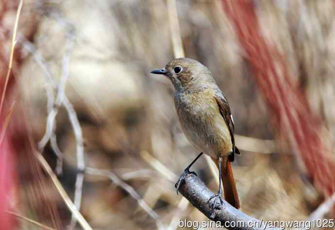 雌性北红尾鸲（6）