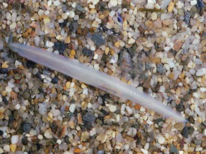 鱼类活化石：盲鳗