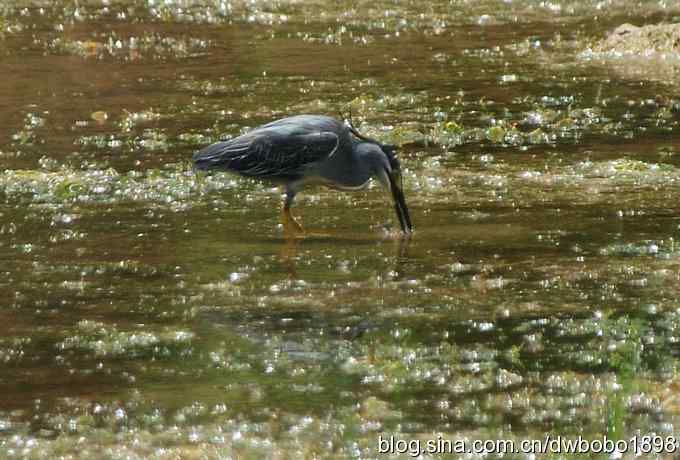 冒酷暑寻拍绿鹭 wbr长途奔袭古北口