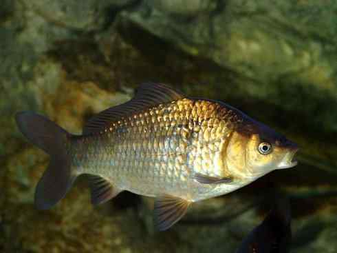 龙:传说的兽原型探秘(鲤鱼) 龙:传说的兽原型探秘(鲤鱼)