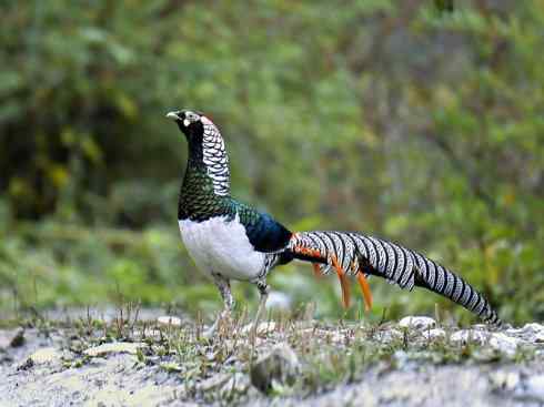 凤凰：传说中的鸟原型探秘（锦鸡）