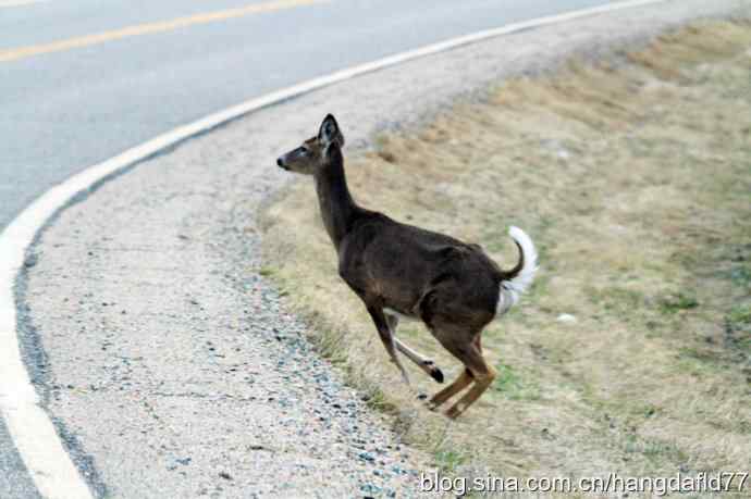 野鹿过马路