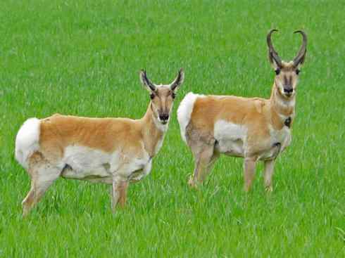 麒麟：传说的兽原型探秘（叉角羚）