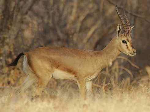 麒麟：传说的兽原型探秘（鹿羚）