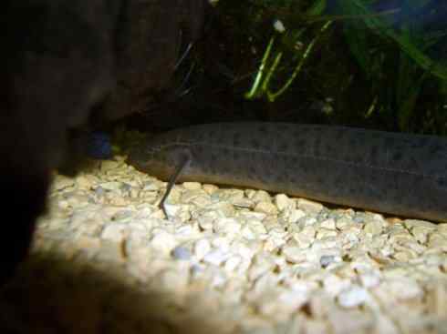 鱼类活化石：非洲肺鱼