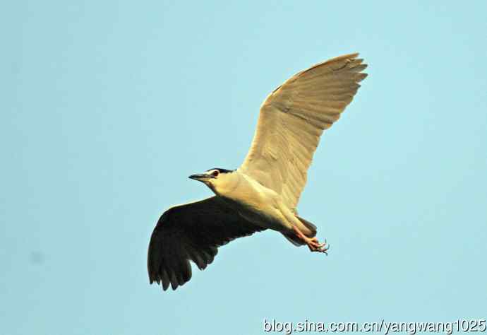 飞(夜鹭)51 飞(夜鹭)51