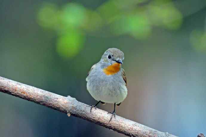 雄性红喉姬鹟(9) 雄性红喉姬鹟(9)