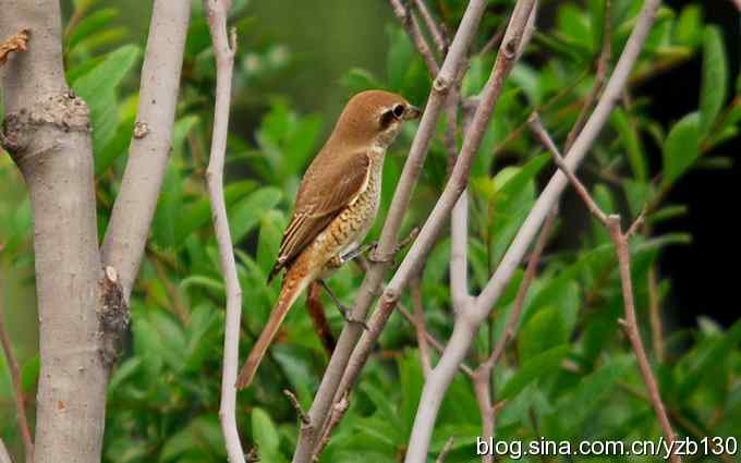 七里海周边鈥湻街酃扳澊蚰
