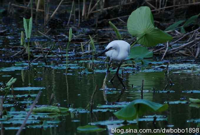 小白鹭的晚餐