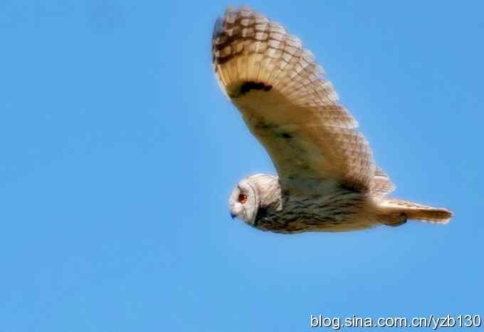 清晰版长耳鸮（组图，4张图片）