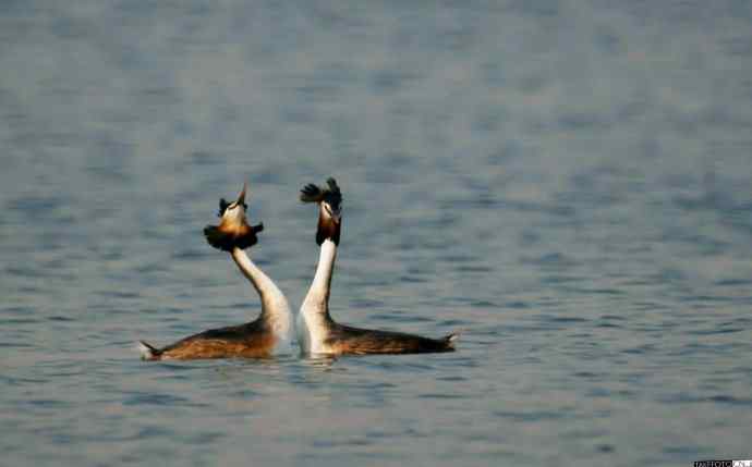 凤头鸊鷉恋爱季节