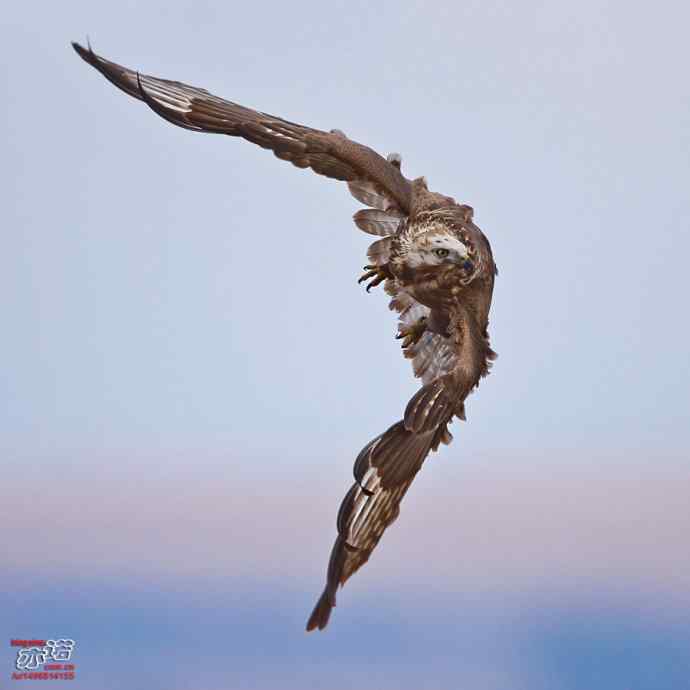 达里湖&nbsp;wbr路&nbsp;wbr大鵟