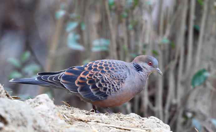 洋县两天观鸟，秦岭如此美妙！