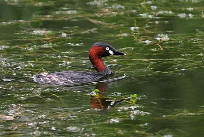 小掐架(圆明园)