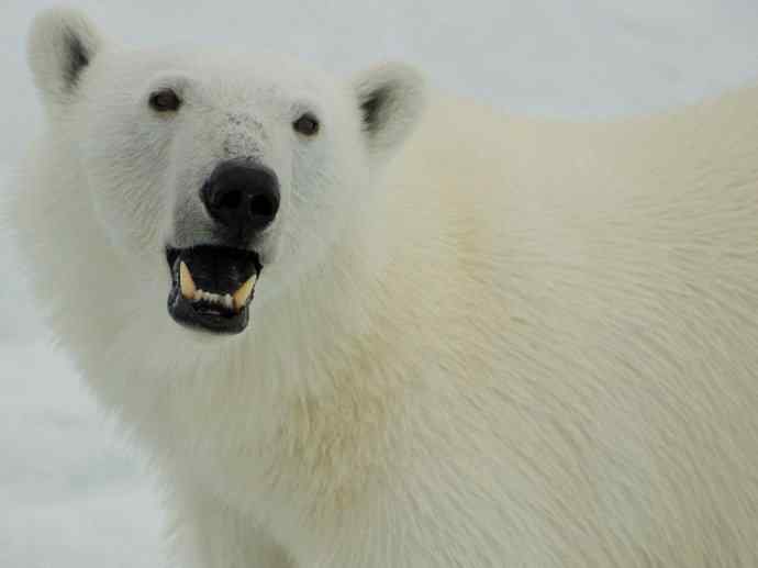 盘点十二大著名食蚁动物：懒熊
