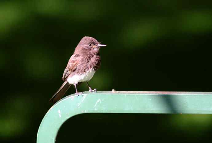 在加州拍鸟(1)黑菲比霸鹟