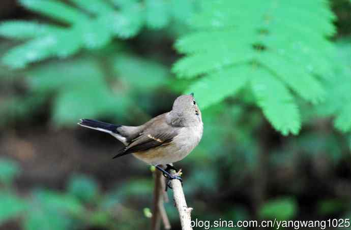 红喉姬鹟(8) 红喉姬鹟(8)