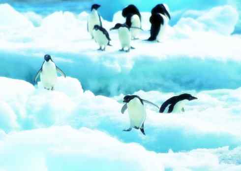 猎奇：十大奇异鸟类之三