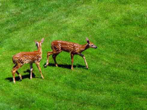 小鹿斑比姐妹俩 小鹿斑比姐妹俩