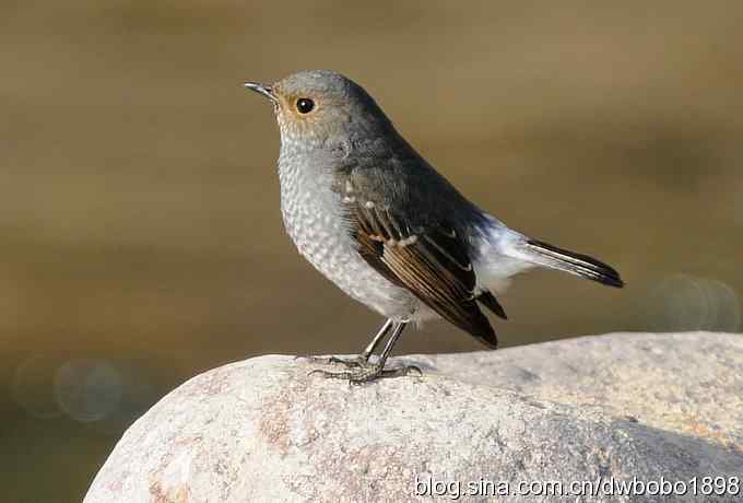 红尾水鸲和十渡众小鸟