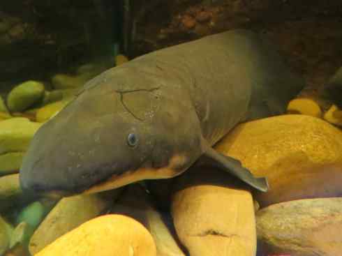 鱼类活化石:澳洲肺鱼 鱼类活化石:澳洲肺鱼