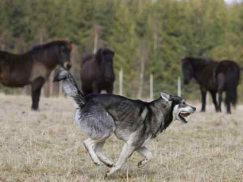 犬科：犬亚科犬属之澳洲野犬、歌唱犬、家犬