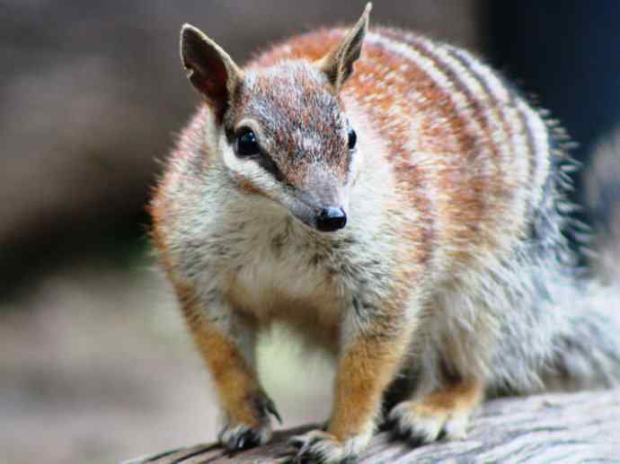盘点十二大著名食蚁动物:袋食蚁兽 盘点十二大著名食蚁动物:袋食蚁兽
