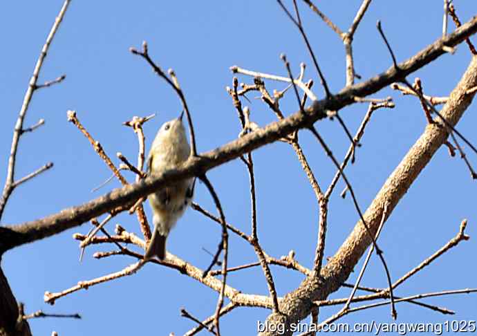 高枝头的戴菊鸟 高枝头的戴菊鸟