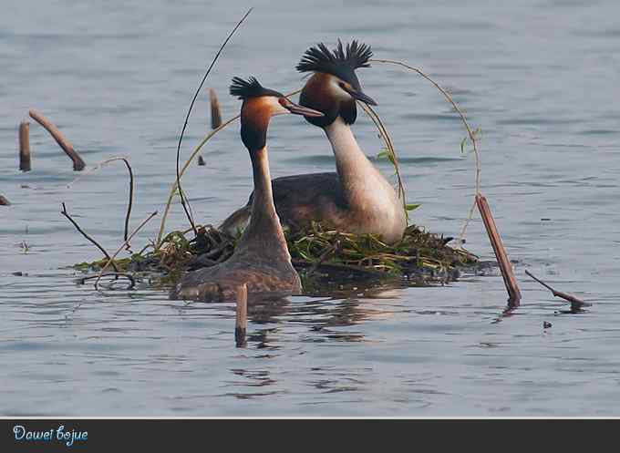 生日:见证凤头宝宝的诞生 生日:见证凤头宝宝的诞生