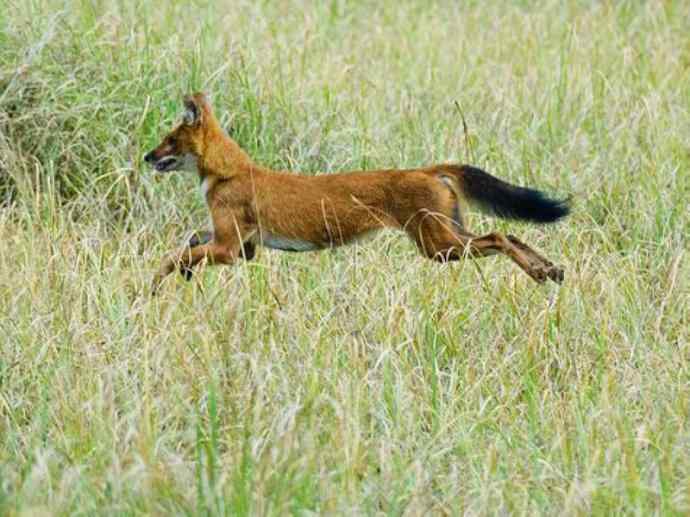 犬科：薮犬亚科豺属之豺