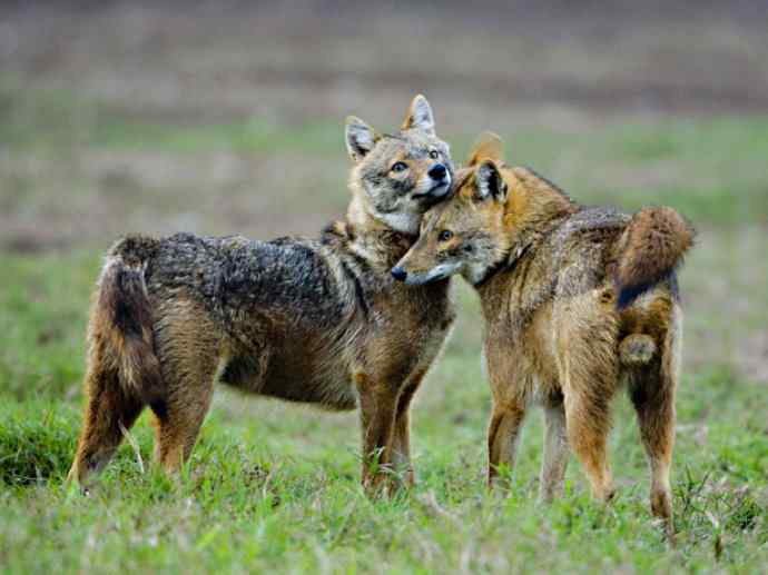 犬科：犬亚科犬属之金豺、黑背豺（胡狼类）
