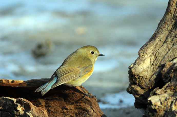 雌性红胁蓝尾鸲(24)