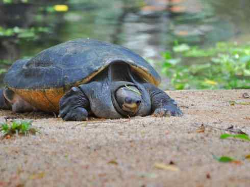 玄武:传说的兽原型探秘(潮龟) 玄武:传说的兽原型探秘(潮龟)