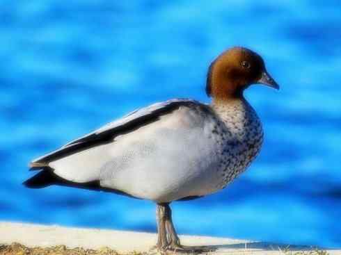 家禽驯化之源之十一