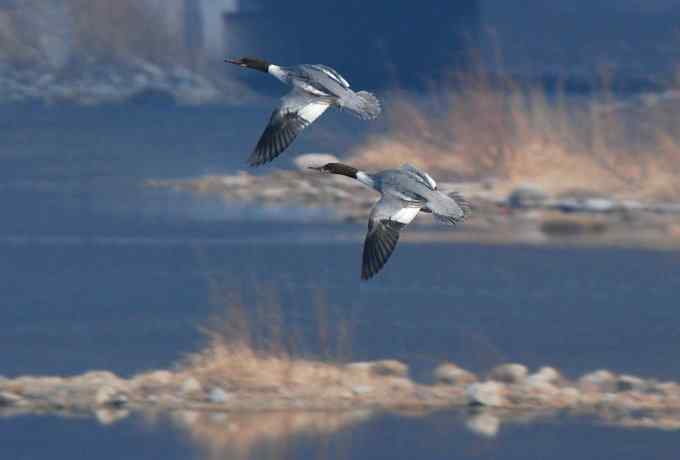 普沙鸭的幸福生活
