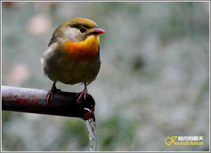 相思【照片】 相思【照片】