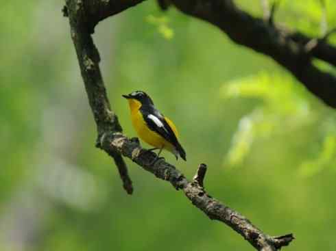 美丽无罪:雀鸟之姬鹟 美丽无罪:雀鸟之姬鹟