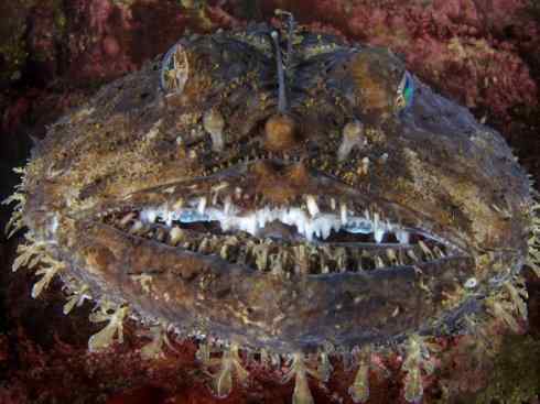 鱼类活化石：月眼鱼