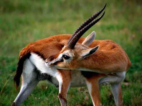 麒麟：传说的兽原型探秘（鹿羚）