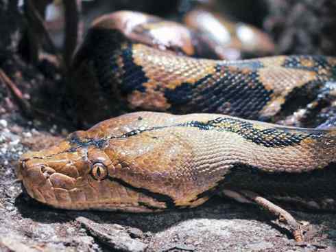 龙：传说的兽原型探秘（蟒蛇类）